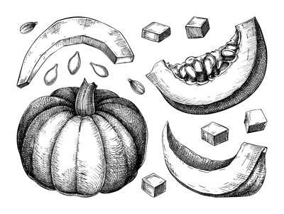 Pumpkin sketches set. Autumn vegetables hand-drawn vector illustrations. Vintage Thanksgiving day design elements. NOT AI generated